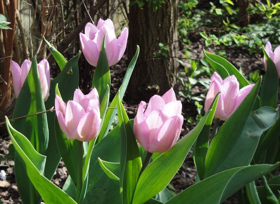 tulipany