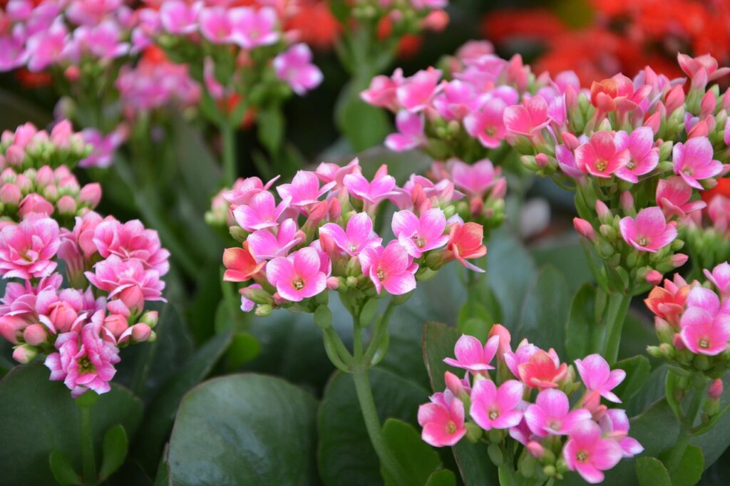 Kalanchoe