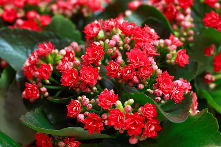 Kalanchoe